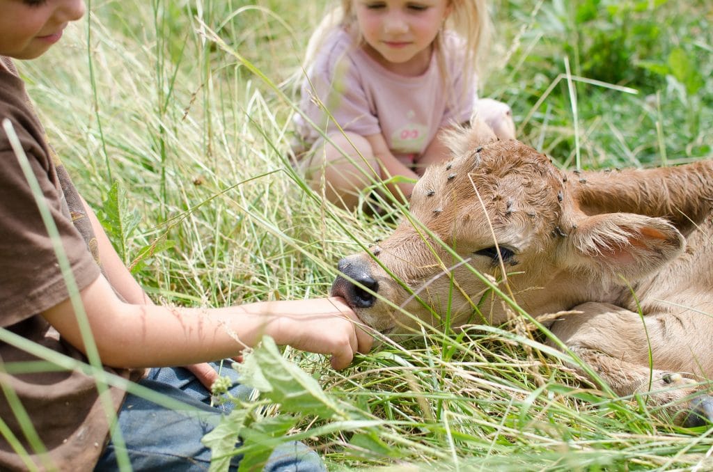 15 Reasons to Reconsider Your Homestead Dream