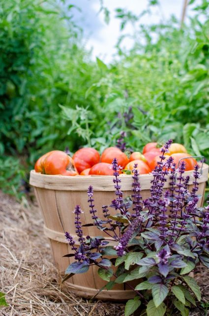 Garden-Fresh & Chunky Heirloom Tomato Salsa (with instructions for canning!)
