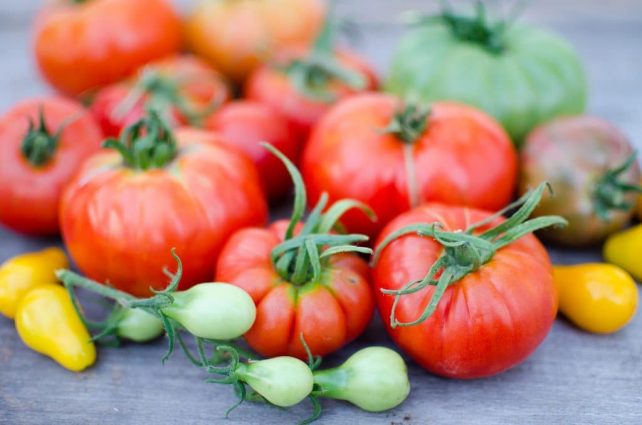 How to Spot and Kill Tomato Hornworms (Organically)
