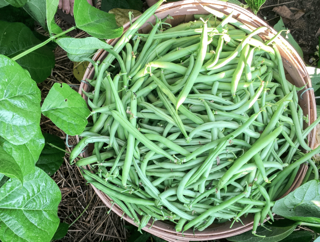 How to Make & Can Cayenne-Spiced Dilly Beans