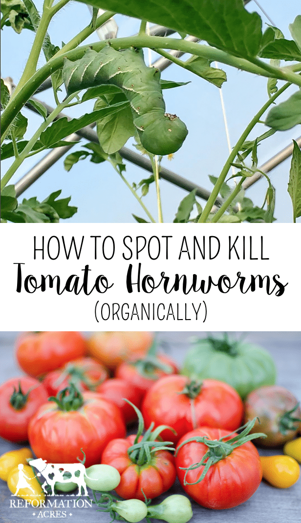 How to Spot and Kill Tomato Hornworms (Organically)