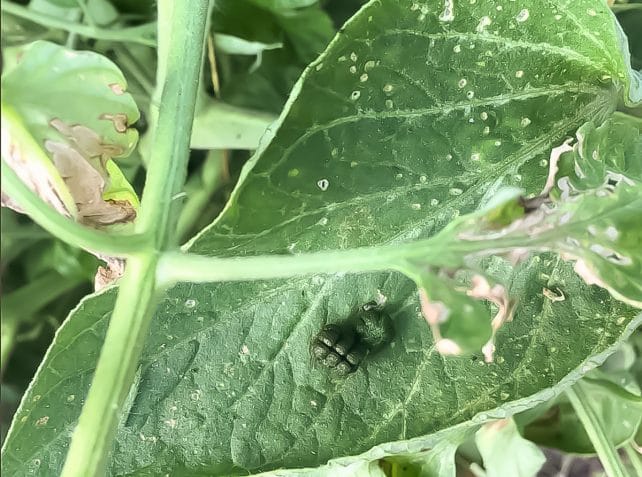 How to Spot and Kill Tomato Hornworms (Organically)
