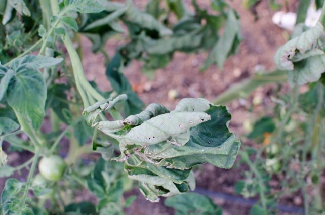 How to Spot and Kill Tomato Hornworms (Organically)
