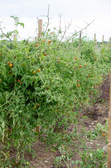 How to Spot and Kill Tomato Hornworms (Organically)