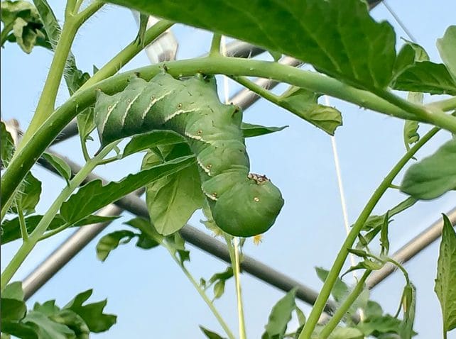 How to Spot and Kill Tomato Hornworms (Organically)
