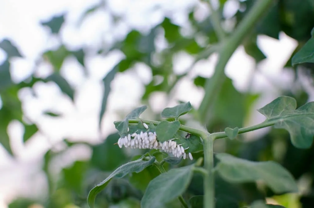 tomato-hornworm-2-of-2 on leaf