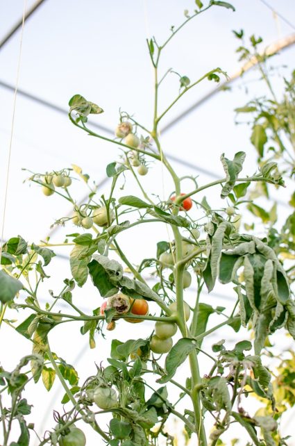 How to Spot and Kill Tomato Hornworms (Organically)