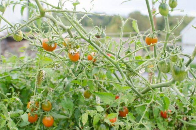 How to Spot and Kill Tomato Hornworms (Organically)