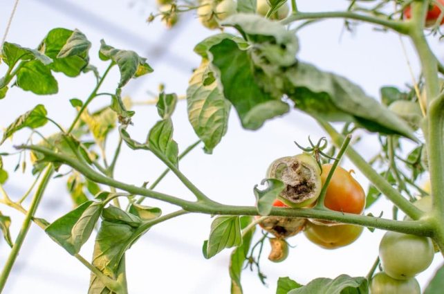 How to Spot and Kill Tomato Hornworms (Organically)