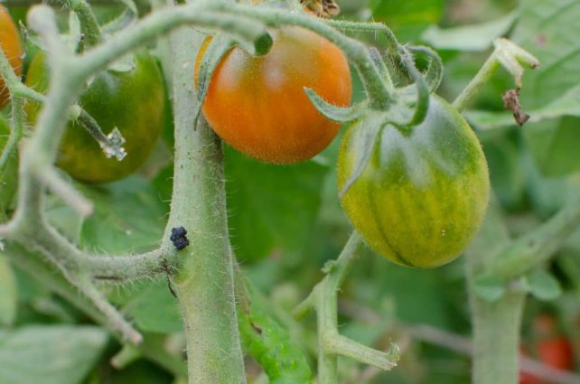 How to Spot and Kill Tomato Hornworms (Organically)