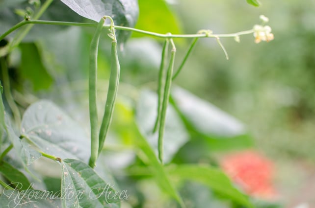 How to Make & Can Cayenne-Spiced Dilly Beans