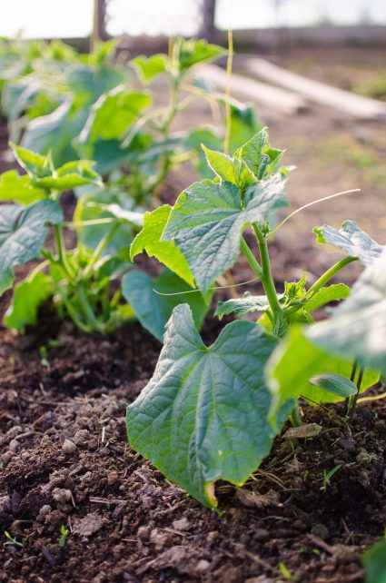 Garden fresh is best! Right? Even fresh isnโt good enough if the unhealthy plant is producing unhealthy produce. Use these 6 Garden Tips for the HEALTHIEST Garden Produce!