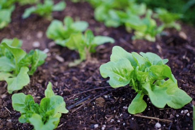 Garden fresh is best! Right? Even fresh isnโt good enough if the unhealthy plant is producing unhealthy produce. Use these 6 Garden Tips for the HEALTHIEST Garden Produce!