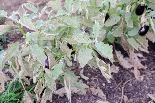 Garden fresh is best! Right? Even fresh isnโt good enough if the unhealthy plant is producing unhealthy produce. Use these 6 Garden Tips for the HEALTHIEST Garden Produce!