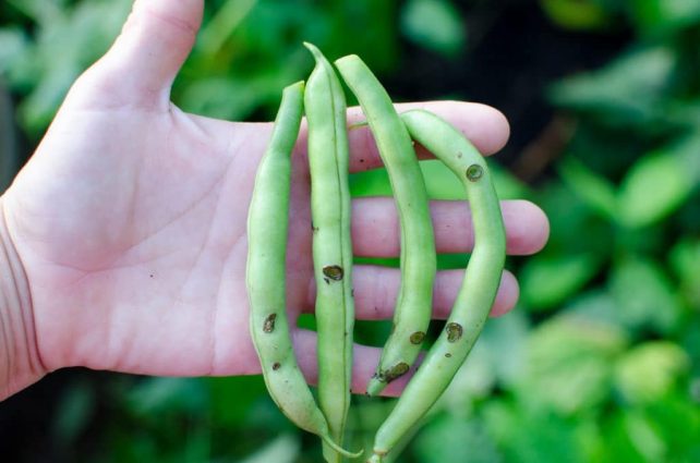8 Ways to Organically Control Mexican Bean Beetles; mexican bean beetle