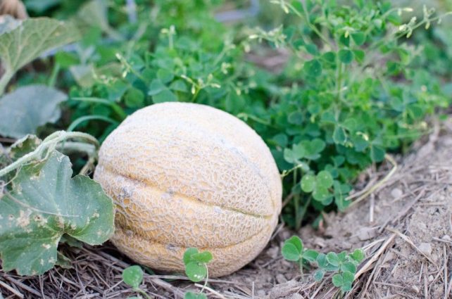 Want the Healthiest Vegetables? Use These Tips for your Garden Plans