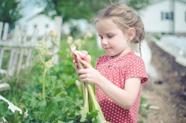 The One Reason Why We Aren't Turning Our Homestead into a Small Farm