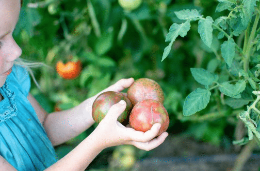 3 tomatoes in a little girl's hand