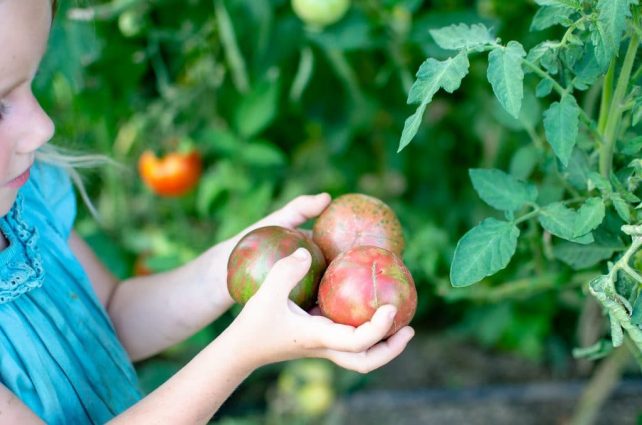 The One Reason Why We Aren't Turning Our Homestead into a Small Farm