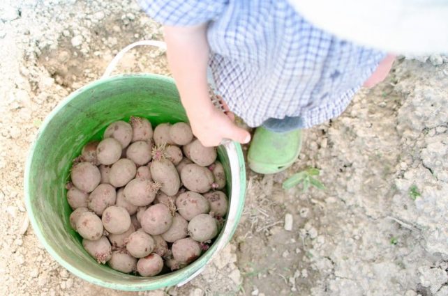 The One Reason Why We Aren't Turning Our Homestead into a Small Farm