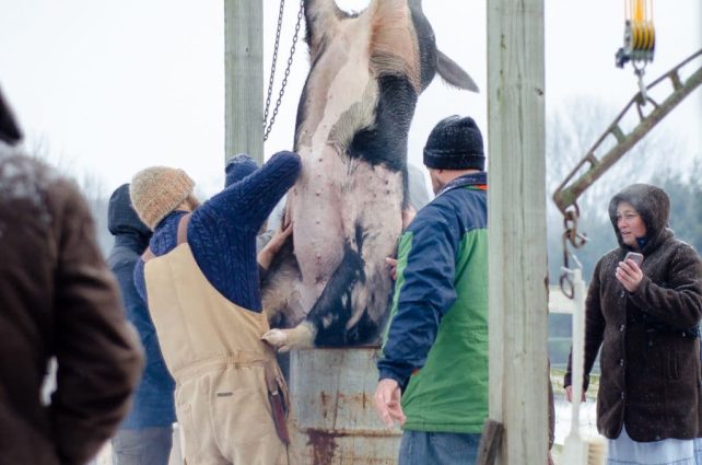2016 Homestead Hog Butchering Workshop