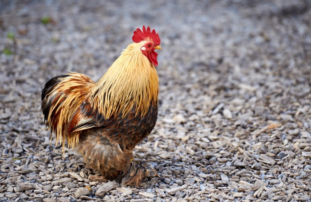 big rooster walking or stepping