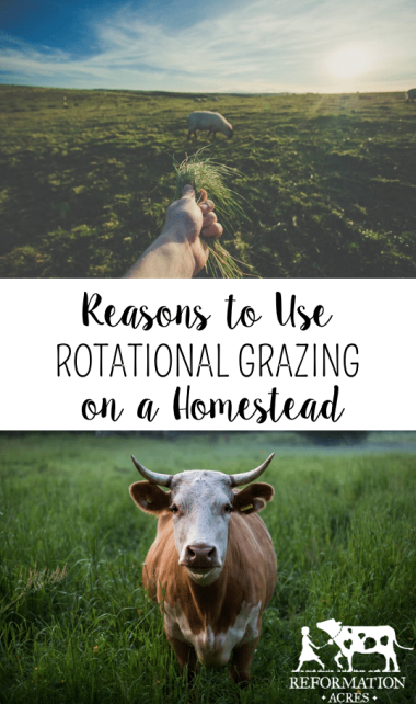 Learn the Reasons to Use Rotational Grazing on a Homestead and Get Tips on How to Get Started