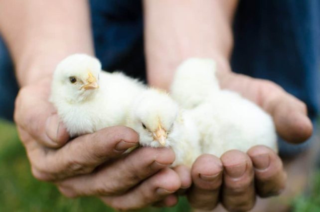 How to Choose Backyard Chicken Breeds