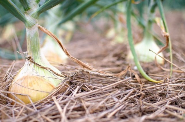 growing onions