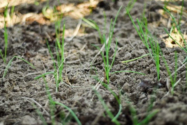 seedling maintenance