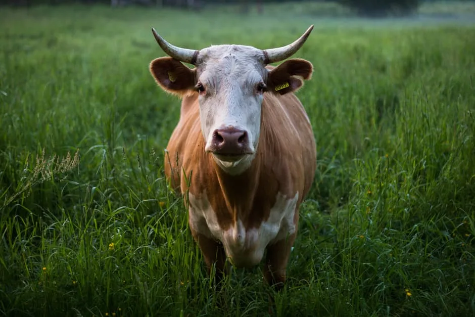 cow in field looking directly at camera Learn the Reasons to Use Rotational Grazing on a Homestead and Get Tips on How to Get Started