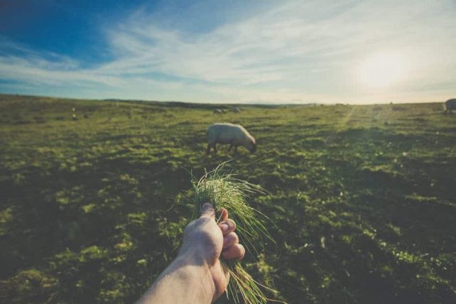 Reasons to Use Rotational Grazing on a Homestead