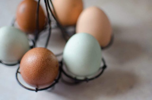 When Chickens Eat Their Own Eggs: Why they do it and how to cure it