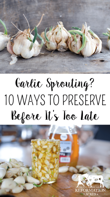 Garlic Sprouting? 10 Ways to Preserve Garlic Before It's Too Late