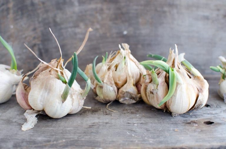 garlic (2 of 2) that has sprouted