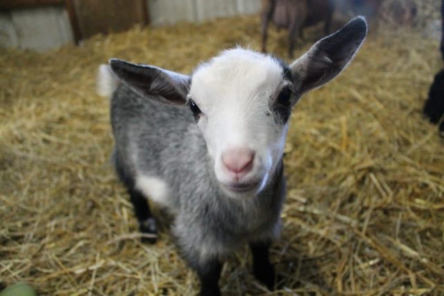 3 Tips for Raising Goats Sustainably