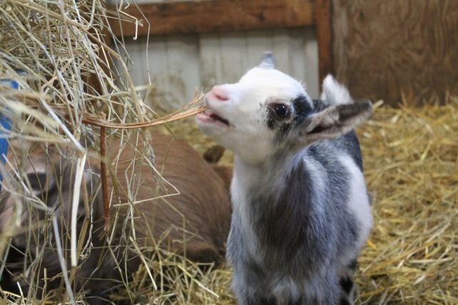Does raising goats naturally mean substituting herbal remedies for pharmaceuticals. But is that really sustainable? Check out these tips for raising goats!