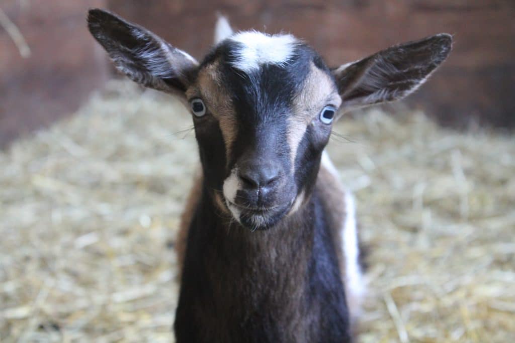 kid goat close up
