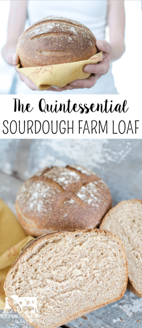 The Quintessential Sourdough Farm Loaf is a beautiful, hearty bread, good for sandwiches or mopping up soups and sauces. It's delicious and is SO easy bake.