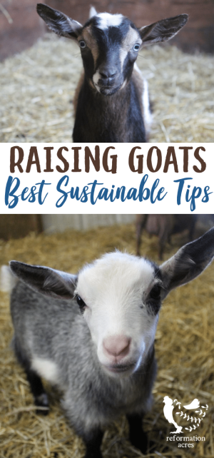 Raising Goats; Does raising goats naturally mean substituting herbal remedies for pharmaceuticals. But is that really sustainable? Check out these tips for raising goats!