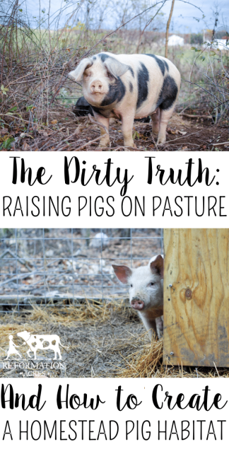 Raising Pigs on Pasture