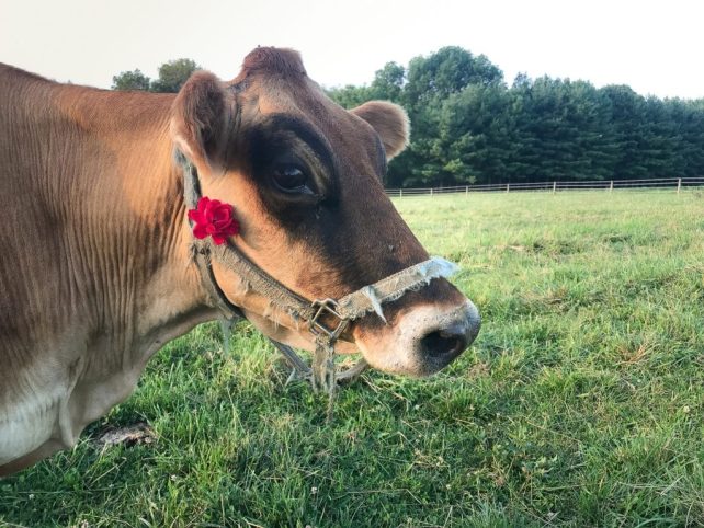 Cow vs Goat: Which Should You Raise on Your Homestead?