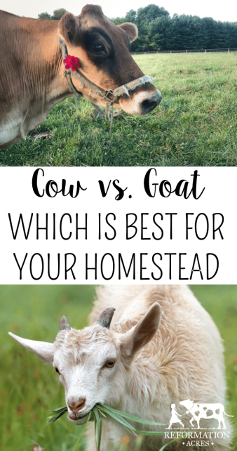 Cow vs Goat: Which Should You Raise on Your Homestead?