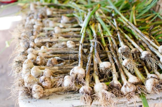 How to Manage your Garlic Harvest (So You Don't Lose Any to Bugs or Rot)