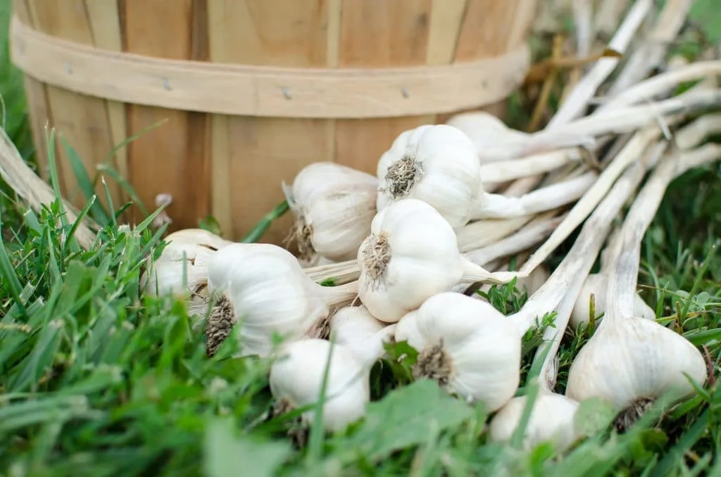 garlic harvest (11 of 19) garlic plants pile near basket