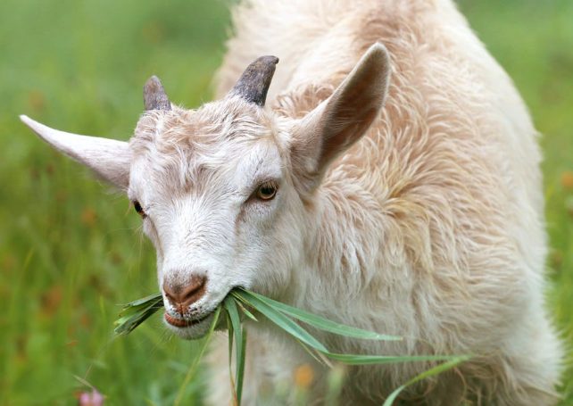 Cow vs Goat: Which Should You Raise on Your Homestead?