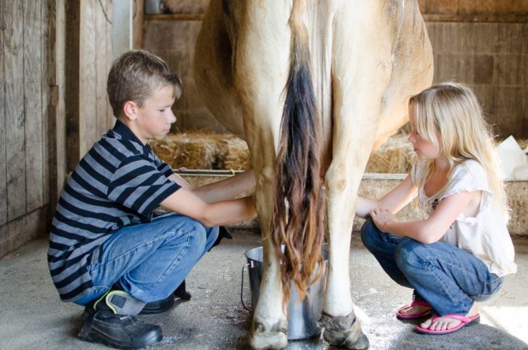 milk cow (6 of 10) boy milking cow