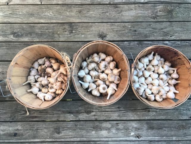 How to Manage your Garlic Harvest (So You Don't Lose Any to Bugs or Rot)
