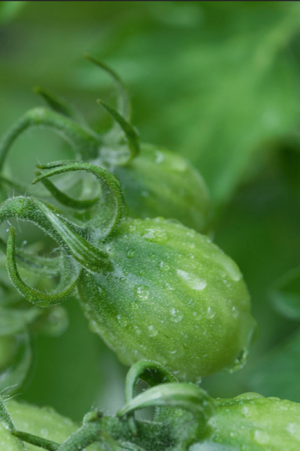 65 Recipes for how to use and preserve GREEN tomatoes