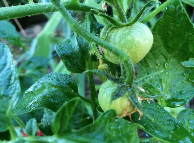65 Recipes for how to use and preserve GREEN tomatoes
